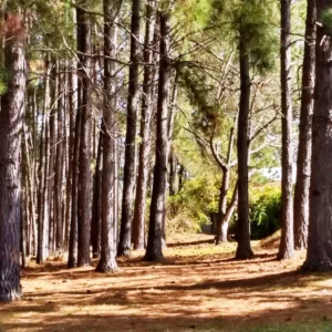 Termas-concordia-Vertiente-de-la-concordia-26