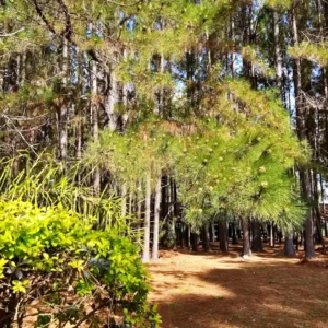 Termas-concordia-Vertiente-de-la-concordia-27