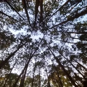 Termas-concordia-Vertiente-de-la-concordia-30