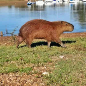 Termas-de-Punta-Viracho-02