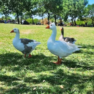 Termas-de-San-Jose-24