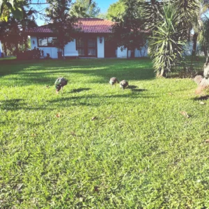 Termas-de-San-Nicanor-Paysandu-Uruguay_05