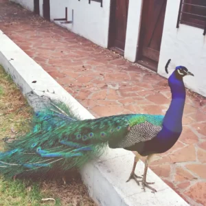 Termas-de-San-Nicanor-Paysandu-Uruguay_09